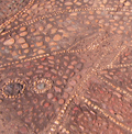 Detail of barramundi — ground mosaic