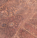 Detail of barramundi  ground mosaic