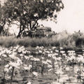 Billabong, wet season, c1933.
