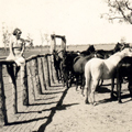 ED at horse yard, Ivanhoe, early 1930s.