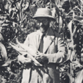 Dr Steinberg inspecting crops.